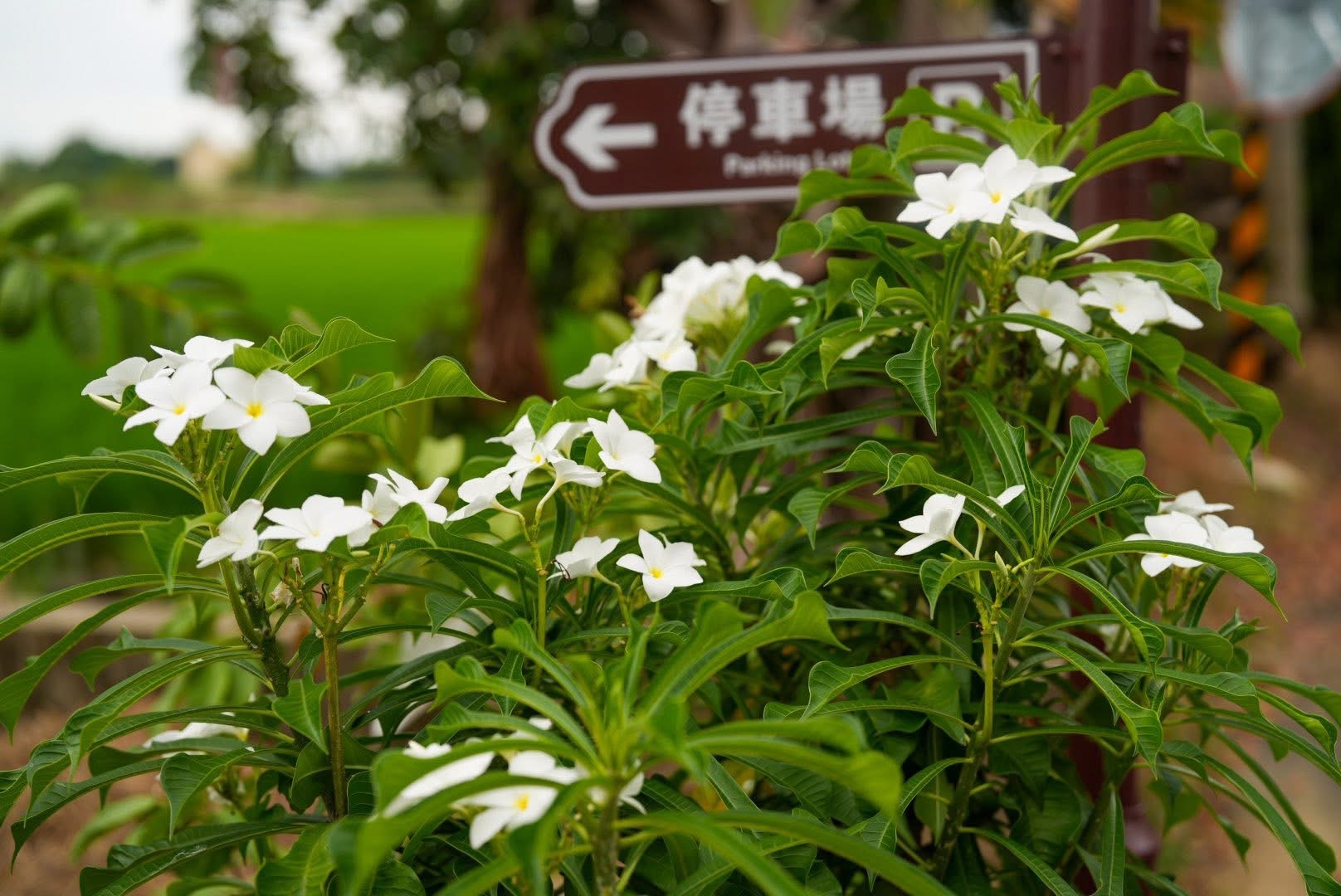 初點花園一角